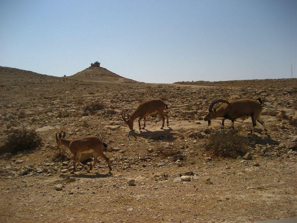 Silent Arrow Hotel Mitzpe Ramon Exterior foto